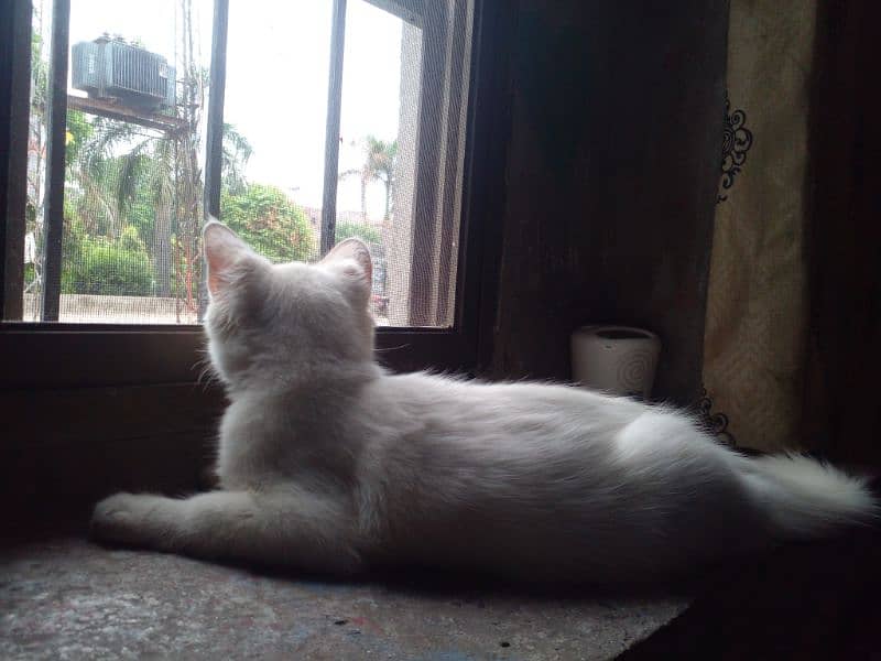 Percian Cat  white 1