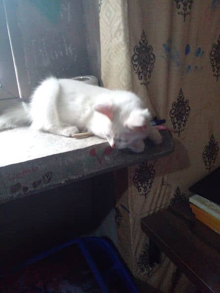 Percian Cat  white 2