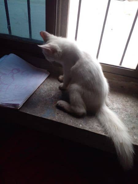 Percian Cat  white 4