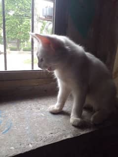 Percian Cat  white 0