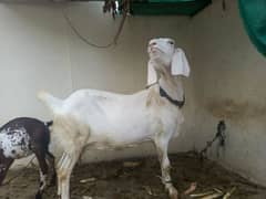 Urgent sell white goate with baby doodh on hai.