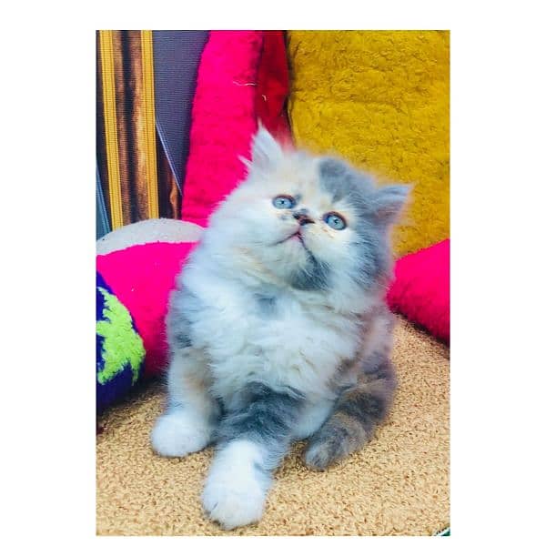 Persian hamalian british punch face piki face cat's and kitten's 6