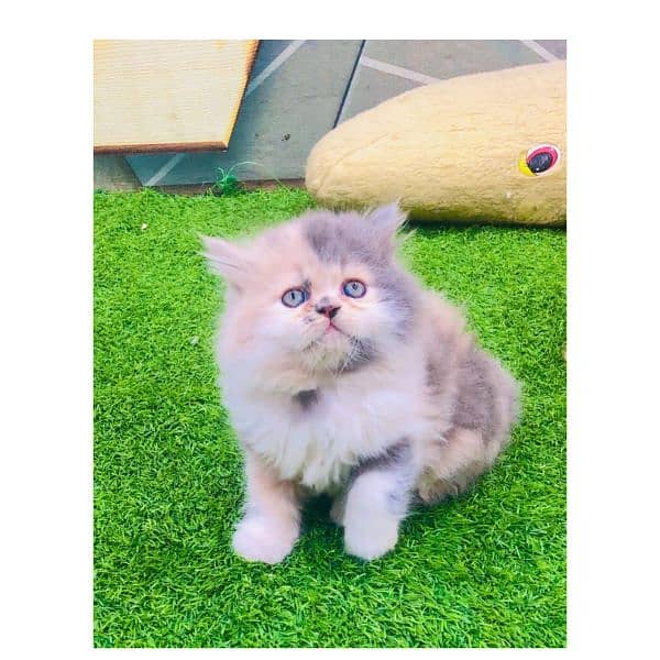 Persian hamalian british punch face piki face cat's and kitten's 7