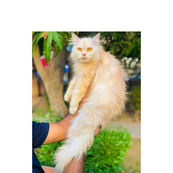 Persian hamalian british punch face piki face cat's and kitten's 8