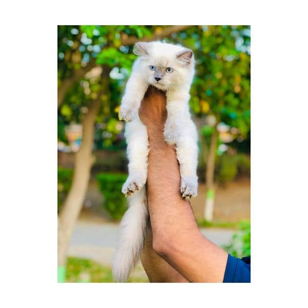 Persian hamalian british punch face piki face cat's and kitten's 11