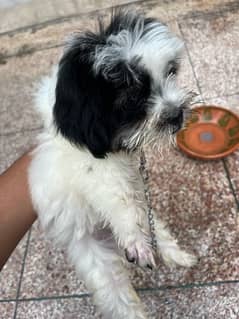 shih tzu puppy 2.5 months old 0