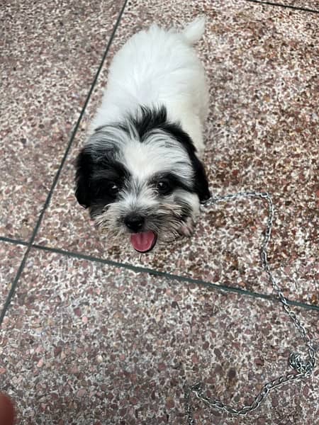 shih tzu puppy 2.5 months old 3