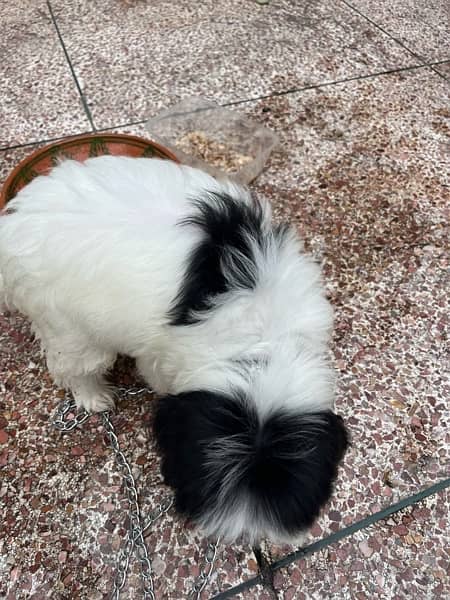 shih tzu puppy 2.5 months old 5