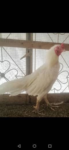 Heera Aseel pair for sale in rawalpindi