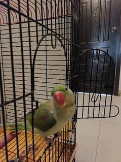 talking parrot for sale