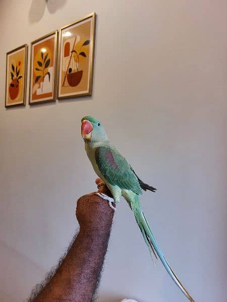 talking parrot for sale 1