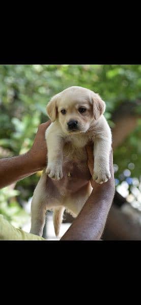 labrador Male female Puppie 1