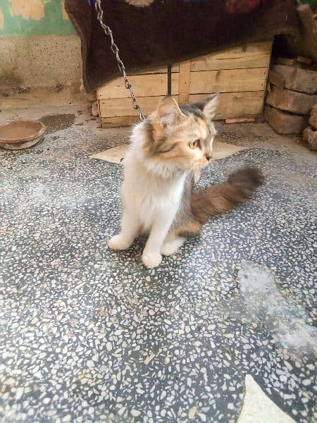 Persian female for sale 1