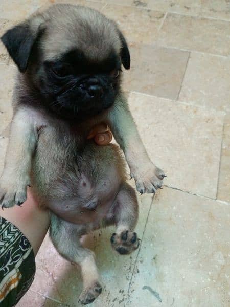 pug dog 0