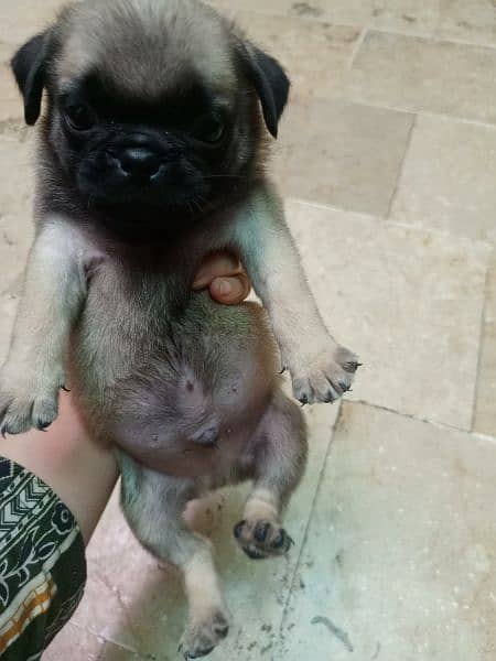 pug dog 1