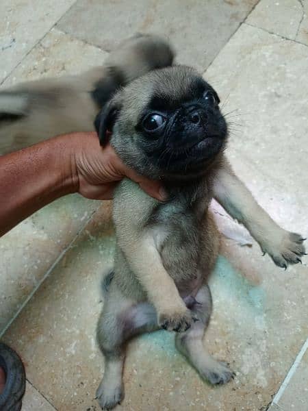 pug dog 3