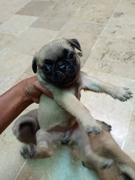 pug dog 4