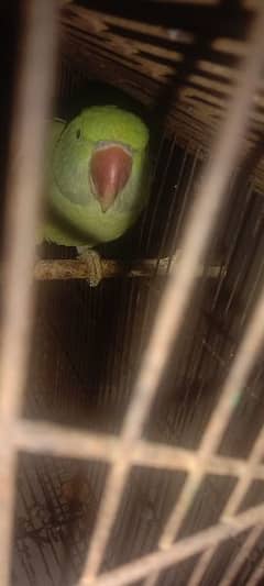 raw parrot 0