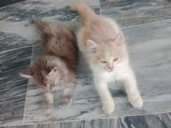 Persian baby kittens 0