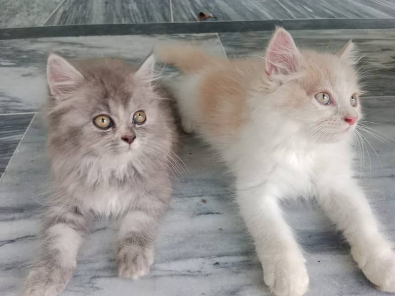 Persian baby kittens 2