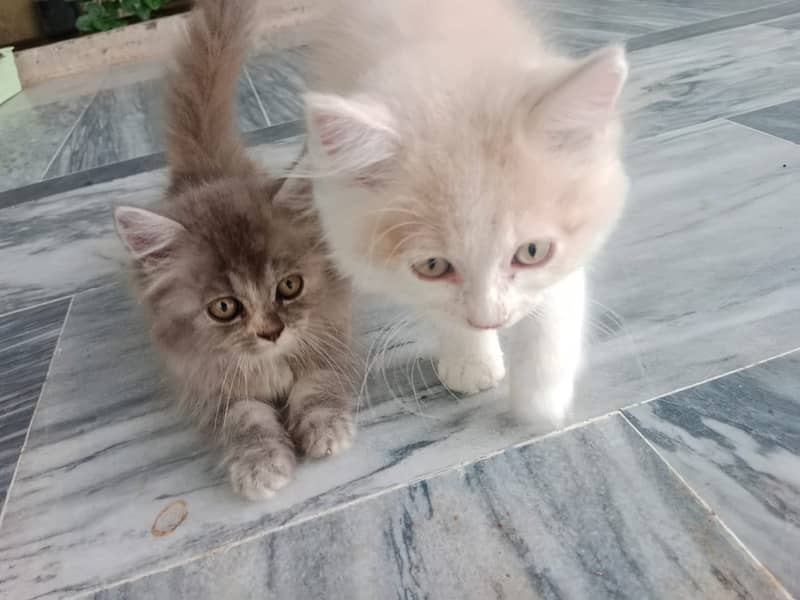 Persian baby kittens 4