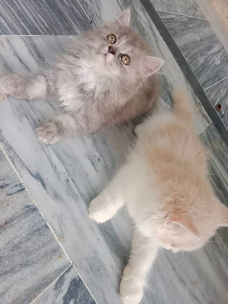 Persian baby kittens 5