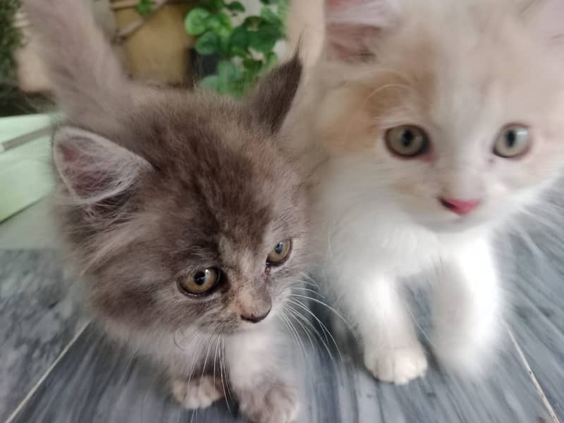 Persian baby kittens 7