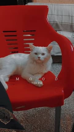 White Persian cat With yellow eyes