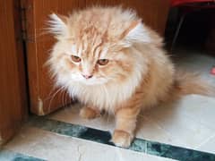 Heavy persian cat for sale