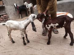 bakri with 2 babies