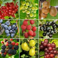 Fruit plants 03054116597