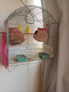 Australian parrots with cage