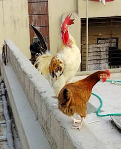 Egg Laying Misri Hens Pair - Healthy and Active