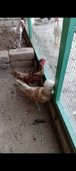 Different mutation of fancy hens chicks 2