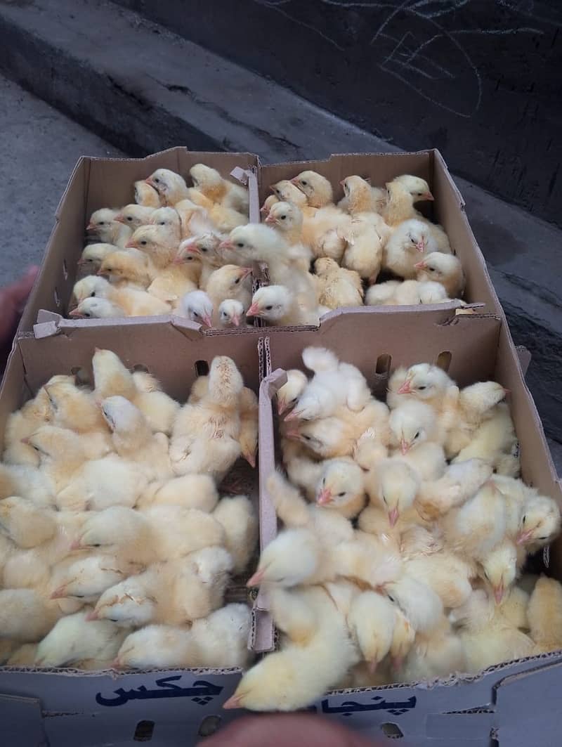 Leyer chicks available A garet 0