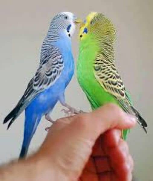 Required Australian Parrots Maximum piece 0