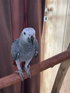 Grey parrot pair age around one year