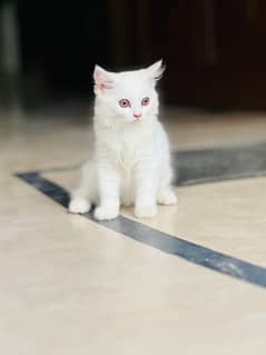 Persian Cat Triple Coated Vaccinated for Sale