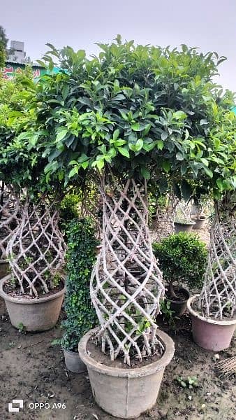 Grill Ficus 18 " pot 0