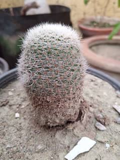 Live Cactus Plant rooted plants