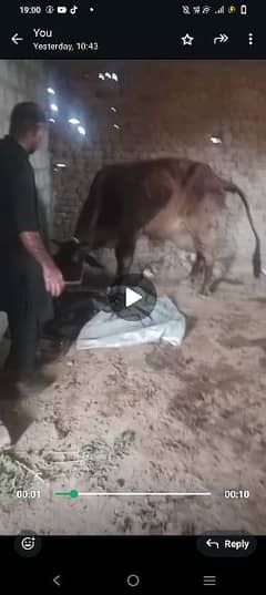 cow