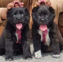 king alibai full security dog pair 2 mohtn for sale