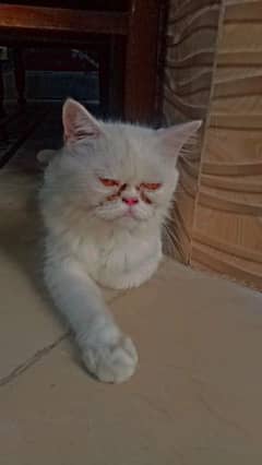 Female Friendly Persian cat 0