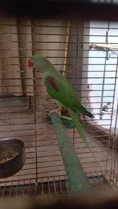 Raw parrot  breader parrot / bird / Parrot for sale