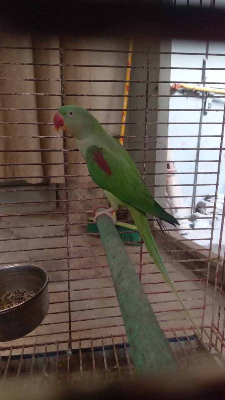 Raw parrot  breader parrot / bird / Parrot for sale 0