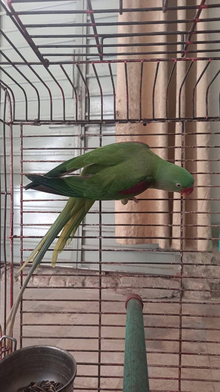 Raw parrot  breader parrot / bird / Parrot for sale 1