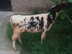 Valieti Australian Faresion, Wachi, Cow for Sale, Age almost 1 year