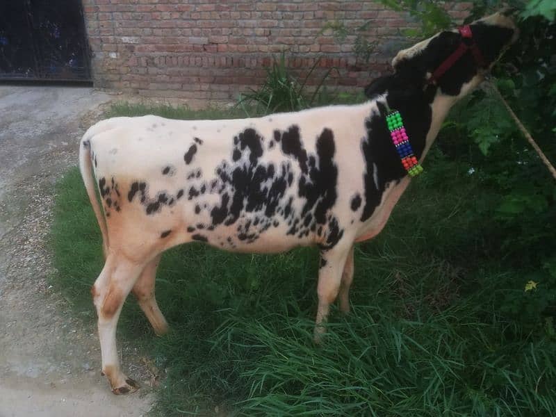 Valieti Australian Faresion, Wachi, Cow for Sale, Age almost 1 year 0