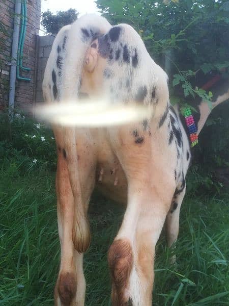 Valieti Australian Faresion, Wachi, Cow for Sale, Age almost 1 year 2