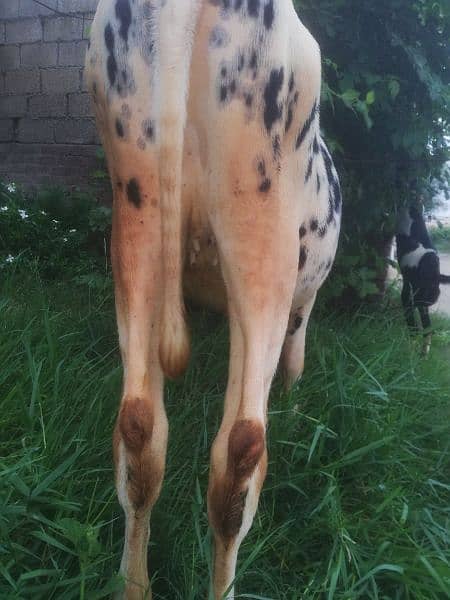 Valieti Australian Faresion, Wachi, Cow for Sale, Age almost 1 year 4